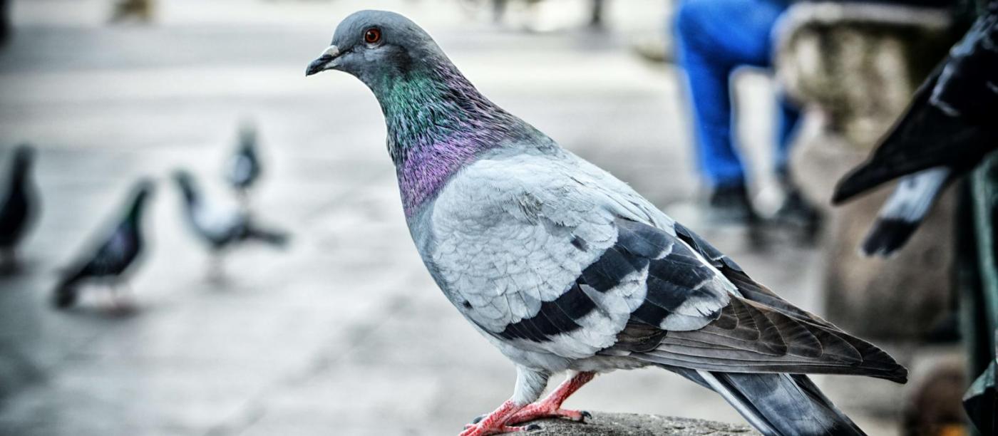 Se débarrasser des pigeons : Dépigeonnage à Mulhouse
