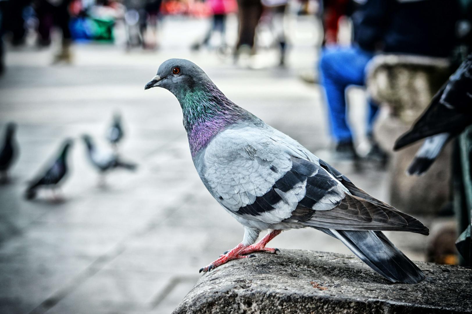 Dépigeonnage Mulhouse